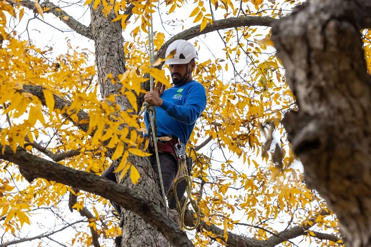 Skilled Tree Pruning crew working in Riverside